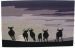 wildebeest running dusk